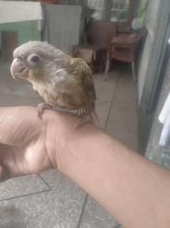 fly