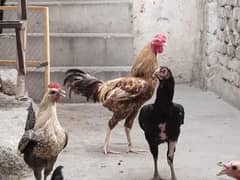 Desi hen set