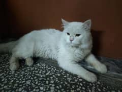 male cat