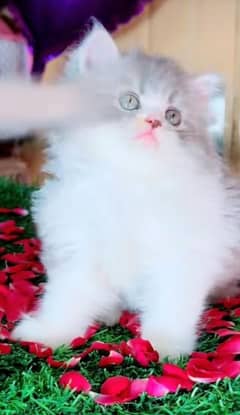 Persian