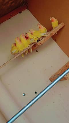 Lutino chicks