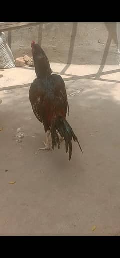 Aseel lakha patha for sale or exchange possibl 03058529877