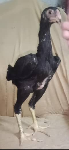 Shamo | Black shamo | German shamo | O Shamo | King Shamo | chicks