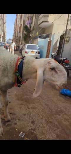 Larkana