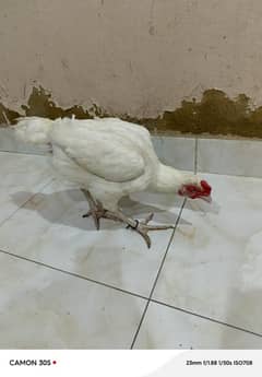 heera aseel female egg laying