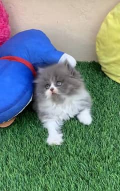 Persian kitten | triple long coated Kittens |  03406947464 WhatsApp