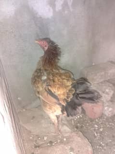 Aseel Kurak for sale
