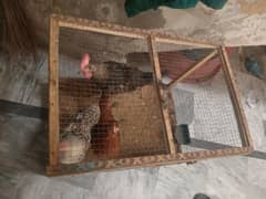 2 mail and 1 female with pinjara for sale demand 3000 age 3 month