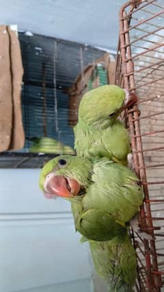 Ringneck