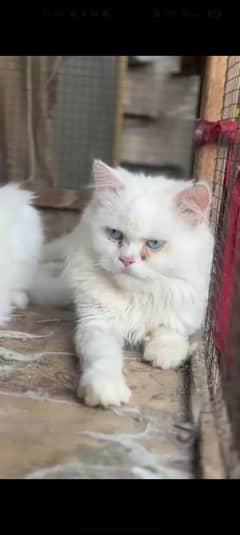 Persian Punch Face Blue eyes Male cat
