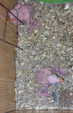 Chiks