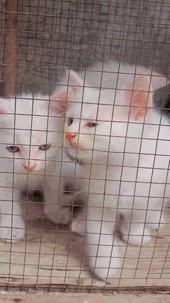 cat for sale