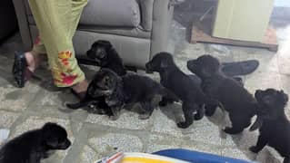30 days puppies available