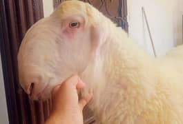 mundra for qurbani 2 dant 03101030309