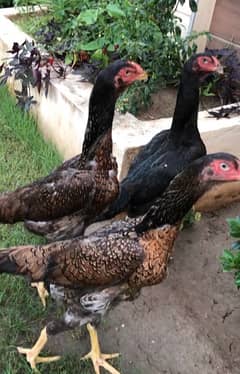 shamo setup and fertile eggs.