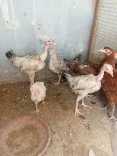 misri chiks for sale