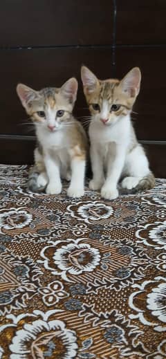 2 cute female kittens