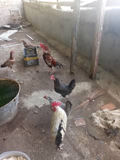 Aseel, Desi, Chicks (Setup Available)