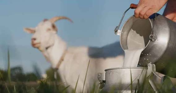 Pure milk goat available | milking goat| best for health