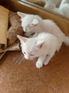 baby cats