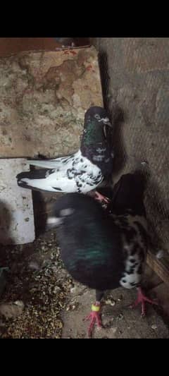 Rampuri pair