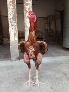 aseel murga for sale