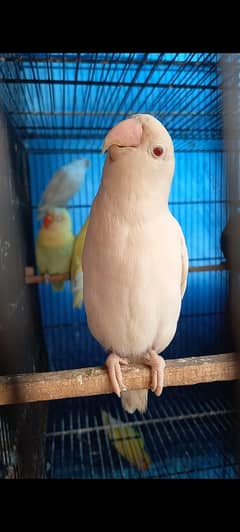 creamino, decino, albino red eye,albino black ,parblue