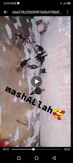 misri shah lahore