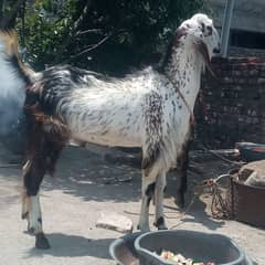 beetal bakra for sale .