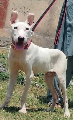 kohaty gulteir male age 4 month for sale only call