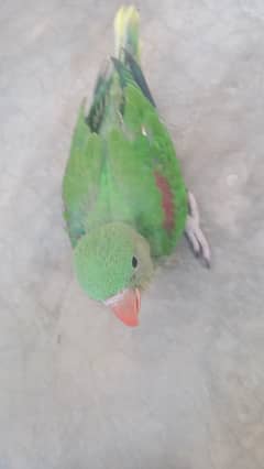 Pahari Parrot