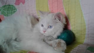 persian kittens blue eyes sami punch face triple coated