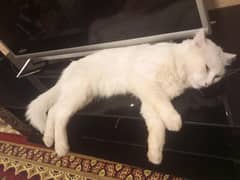 Cat Male Persian