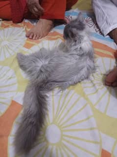 cute and sensible cat