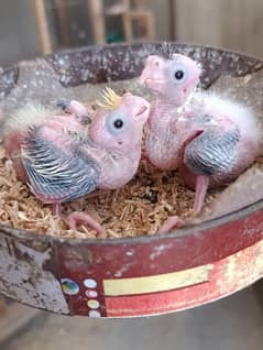 Cocktail Chicks Available for sale  03036972118