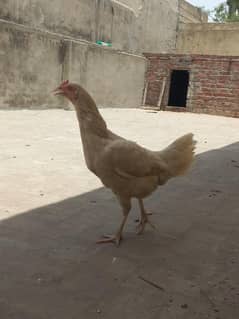 Aseel Cross Kurak Hens For Sale