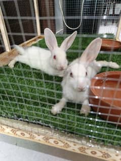 new Zealand rabbits