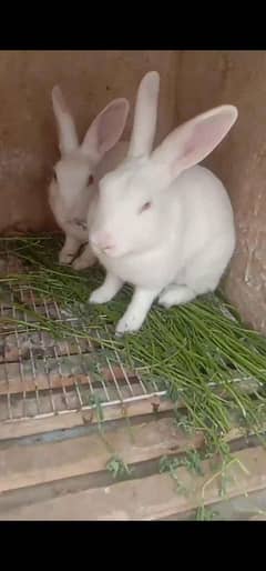 Pure New Zealand white breeding pair of rabbits