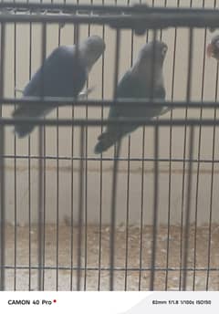love bird pair for sale