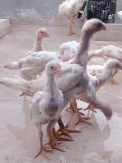 WHITE SHAMO CHICKS