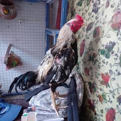 aseel patha for sale 0301/4422/538 medium height