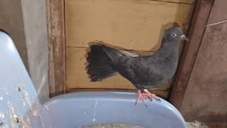 Pigeon