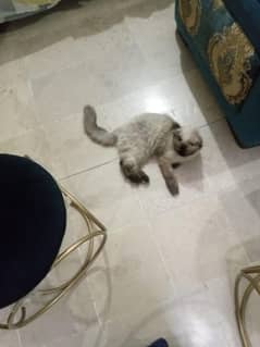 beautiful Himalayan cat