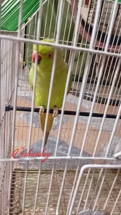 beautiful talking parrot
