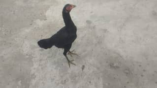 Pura aseel Pakistani mushki pathi