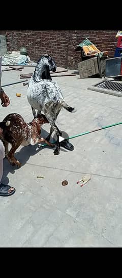 Highted Makhi Chini Barhy hawany wali bakri for Sale with male baby