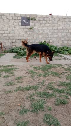 jermun fully active breedar female