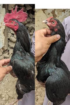 Muskhi