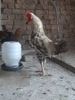 murga for sale