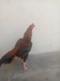 mianwali aseel